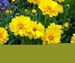 coreopsis 