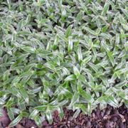 Cyanotis 