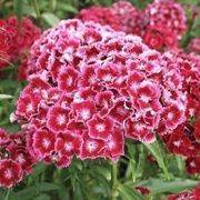 Dianthus 