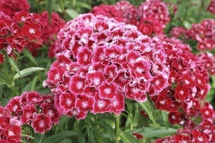 Dianthus 