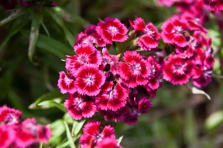 Dianthus 