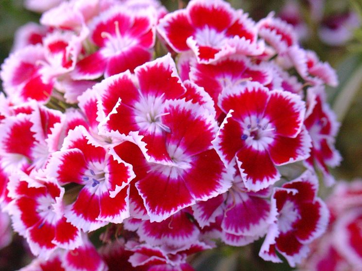 dianthus barba