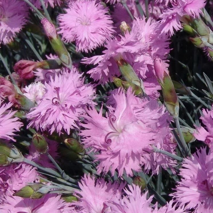 dianthus 