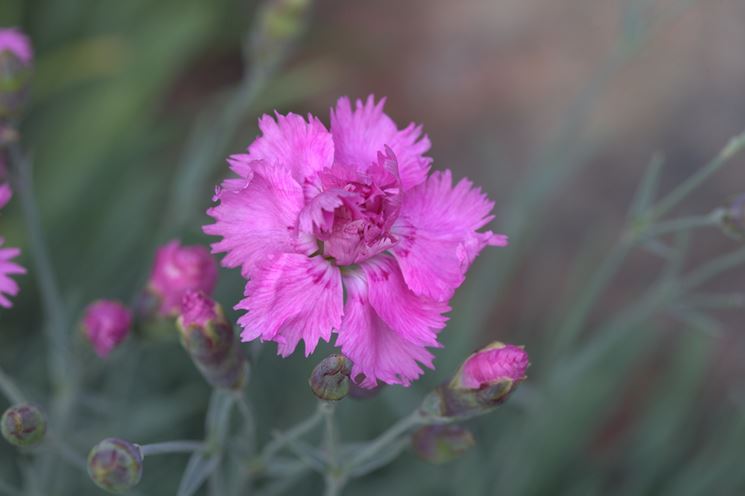 dianthus 