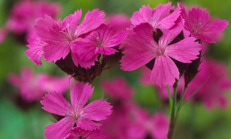 dianthus plumarius