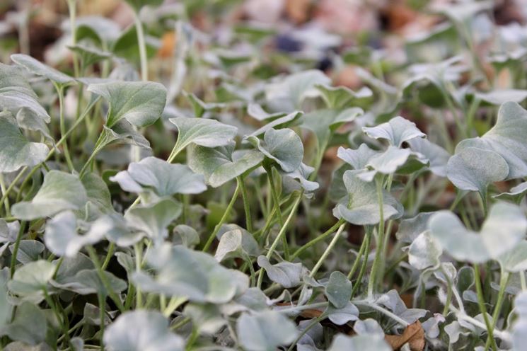 dichondra