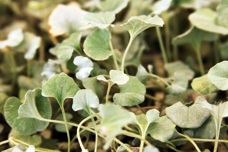 dichondra moltipliazione