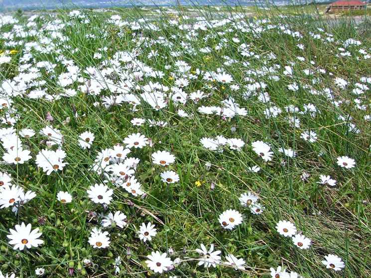 margherita africana