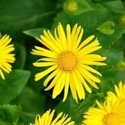 doronicum 