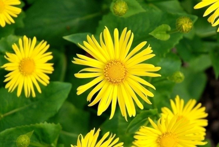 doronicum 