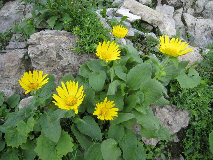 doronicum grandiflorum