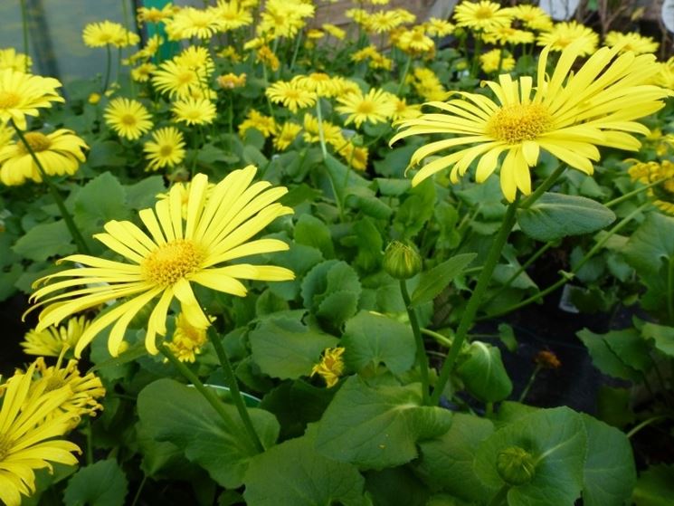 doronicum orientale