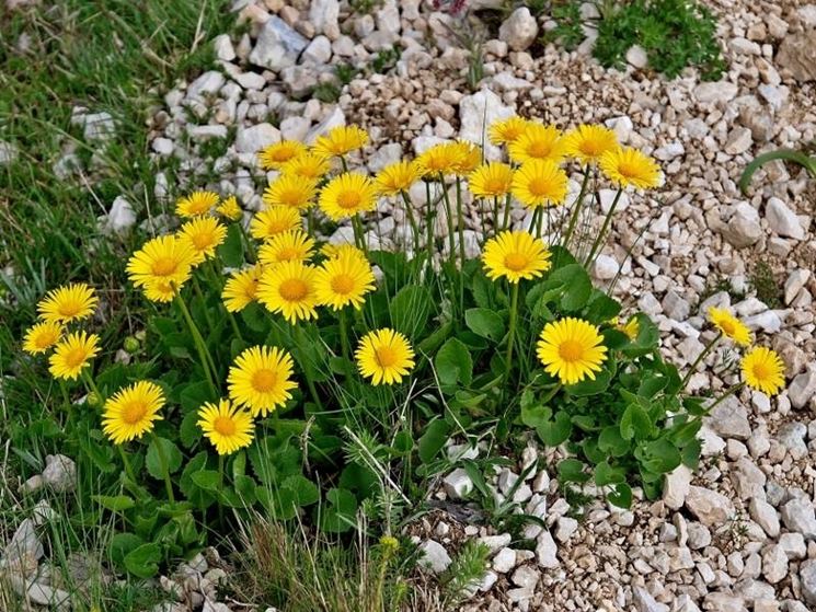 doronicum