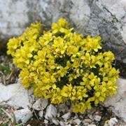 draba 