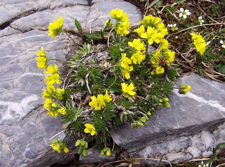 draba 