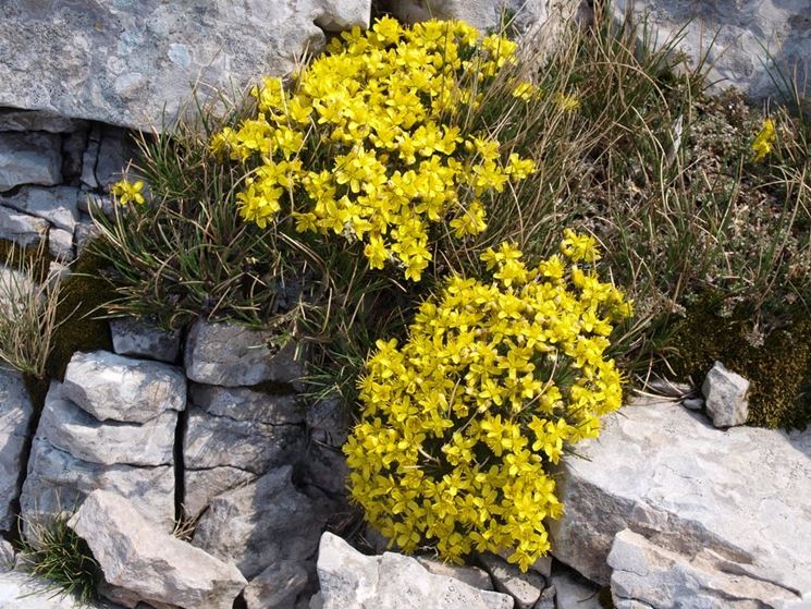 draba aizoides