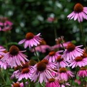 Echinacea 