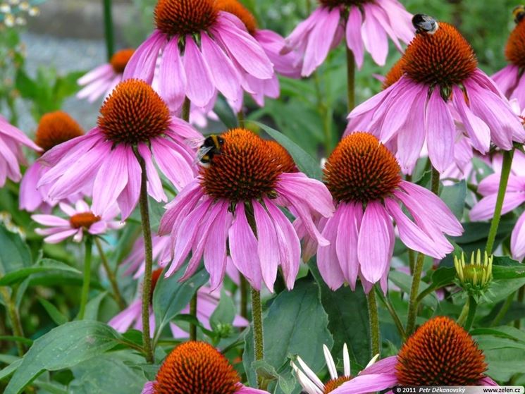 Echinacea 