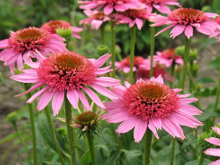 echinacea 