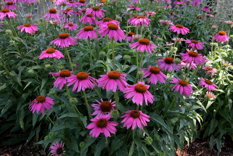 rudbechia