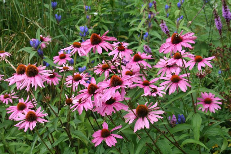 rudbechia