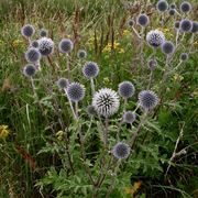 echinops 