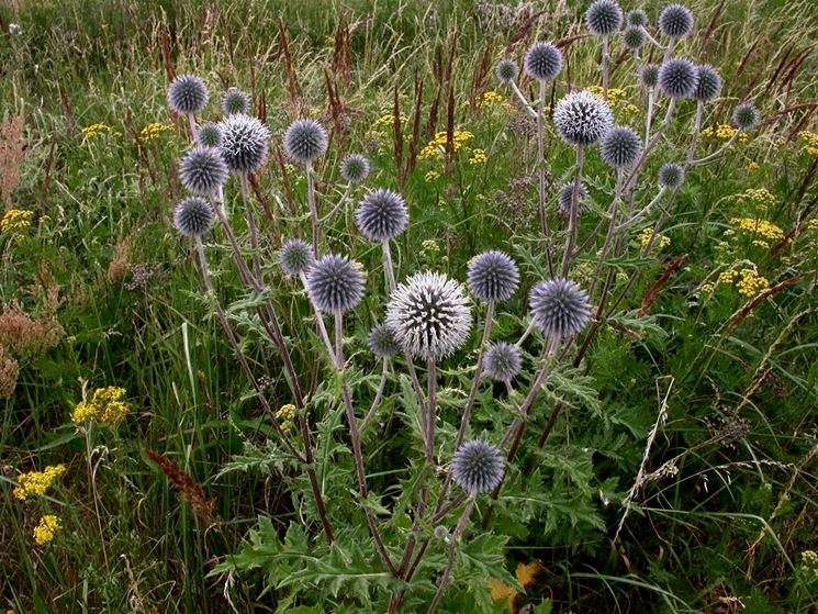 echinops 