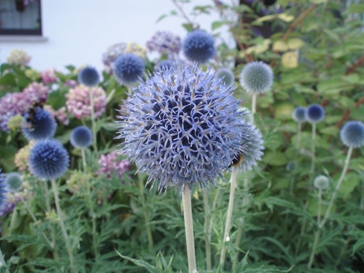 echinops 