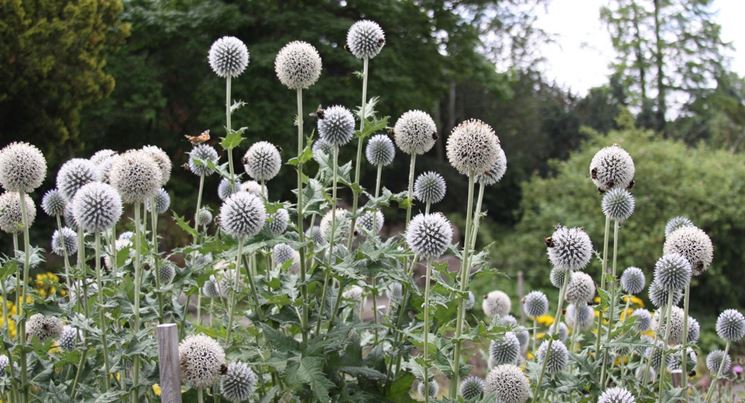 echinops sphaerocephalus