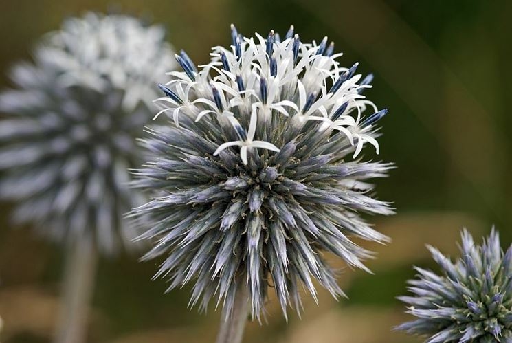 echinops