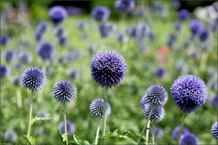 echinops