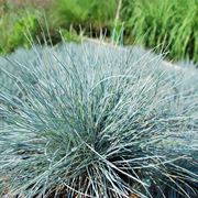 Festuca 