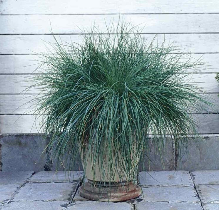 festuca