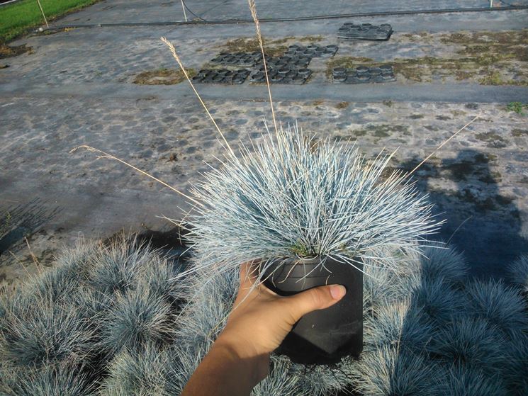 specie di festuca