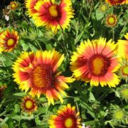 Gaillardia 