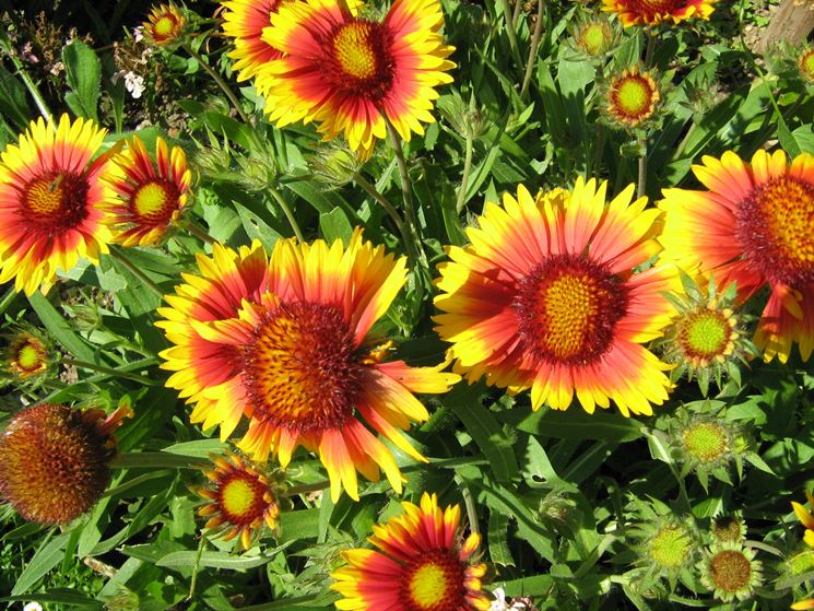 Gaillardia 