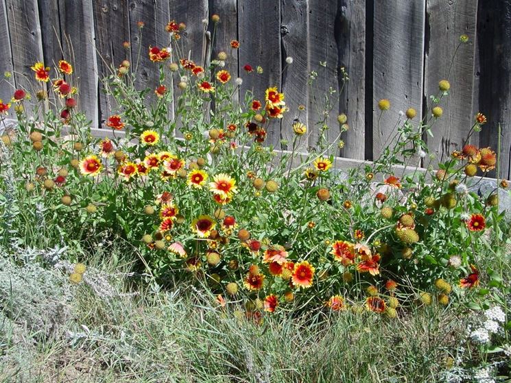 Gaillardia 