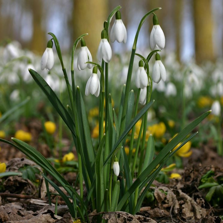 galanthus dionysus