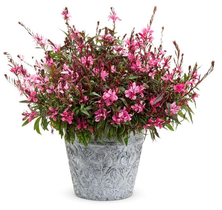 Gaura 