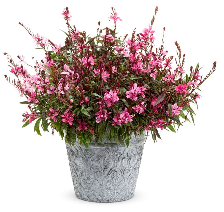 Gaura 