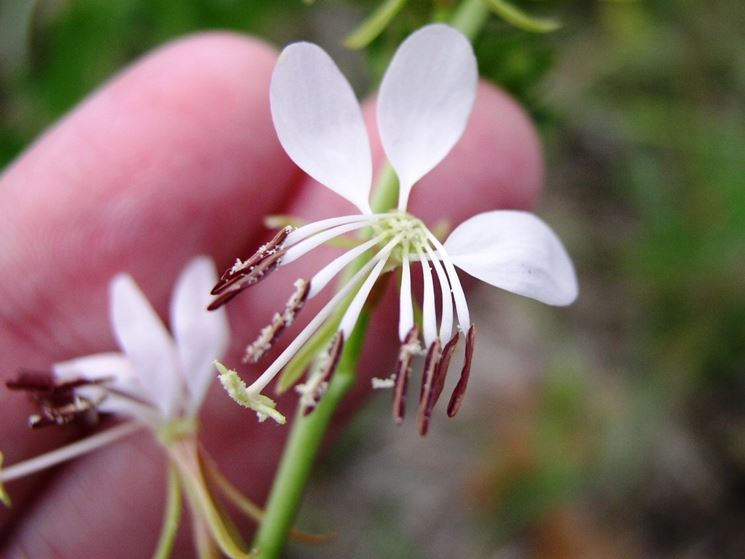 gaura