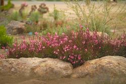Gaura 