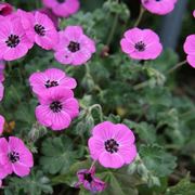 geranium subcaulescens splendens