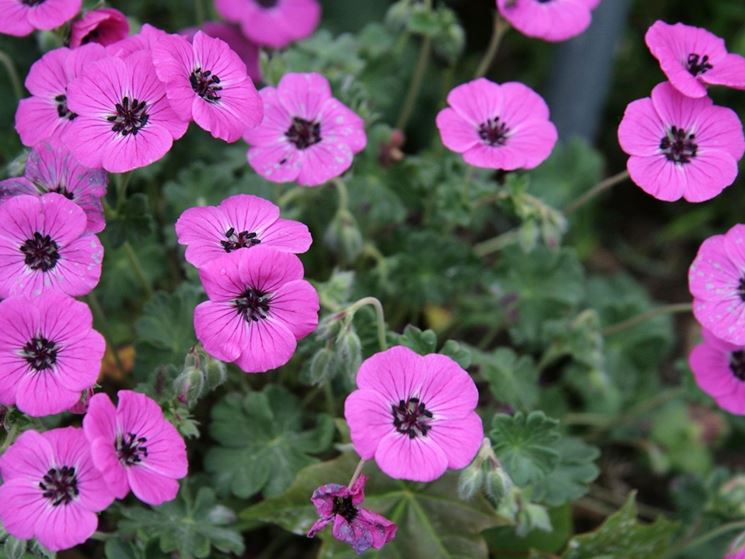 geranium subcaulescens splendens