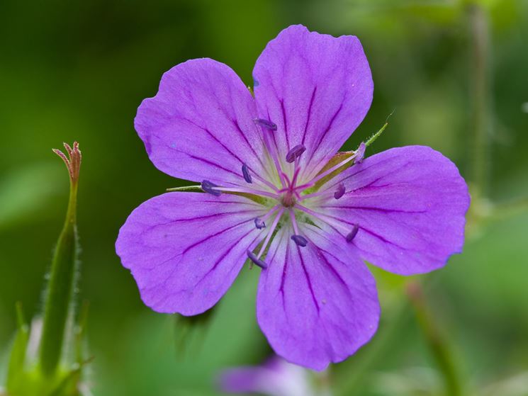 geranium sylvaticum