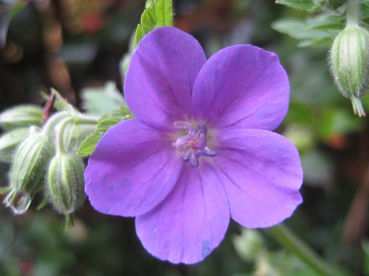 geranium sylvaticum