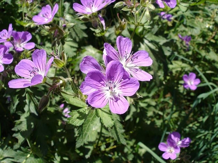 geranium