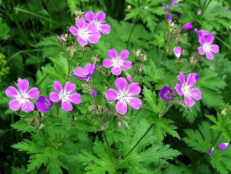 geranium sylvaticum