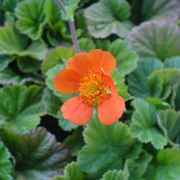 Geum 