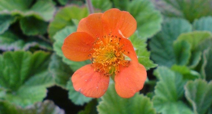 Geum 